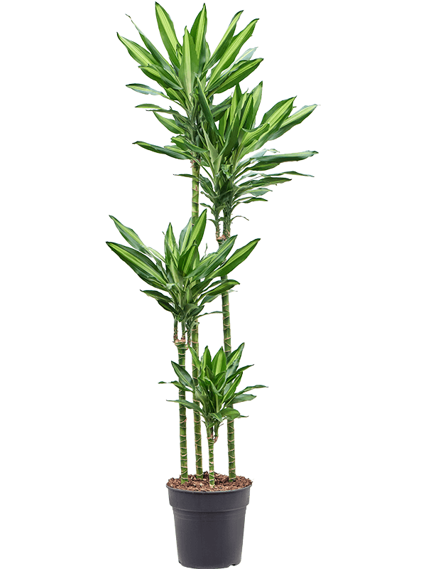 Dracaena fragrans 'Cintho'