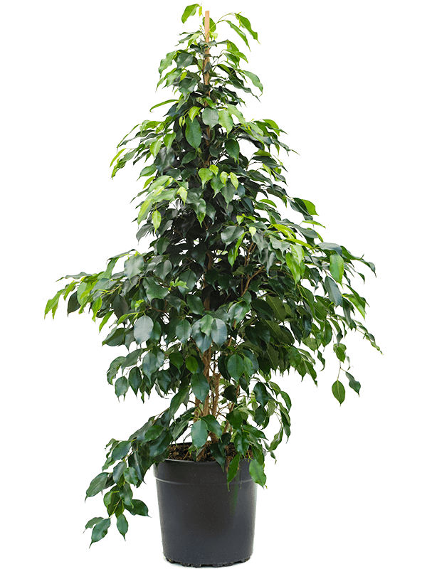 Ficus benjamina 'Danielle'