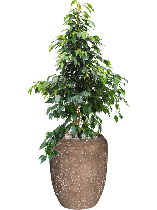 Ficus benjamina 'Danielle'