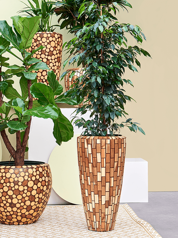 Ficus benjamina 'Danielle'