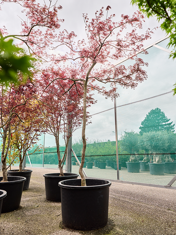 Acer pal. diss. 'Garnet'