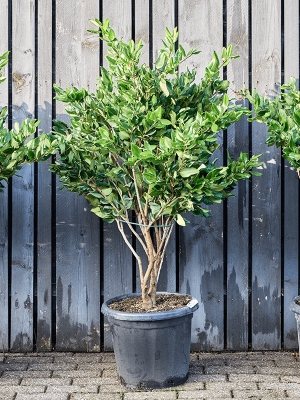 Ligustrum japonicum 'Texanum'