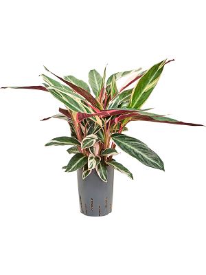 Calathea 'Triostar'