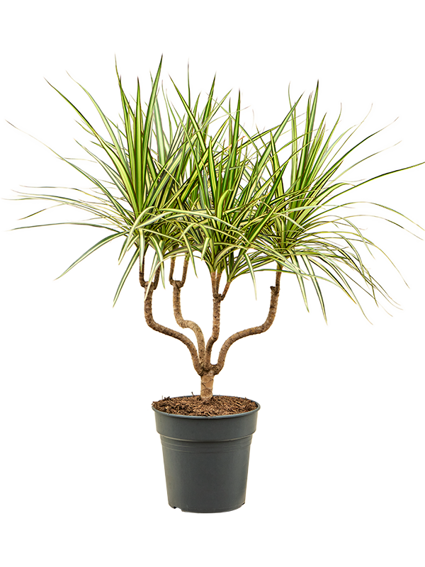 Dracaena marginata 'Sunray'