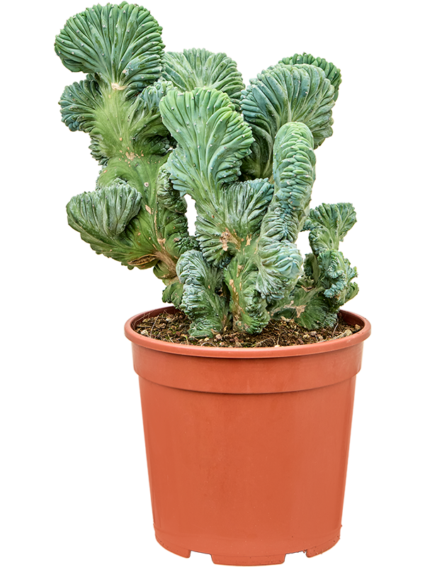 Myrtillocactus geometrizans 'Cristata Strictus'