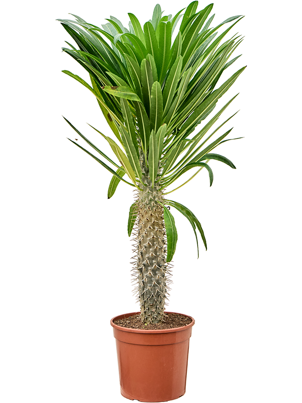 Pachypodium geayi