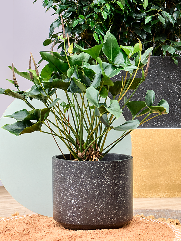 Baq Terrazzo