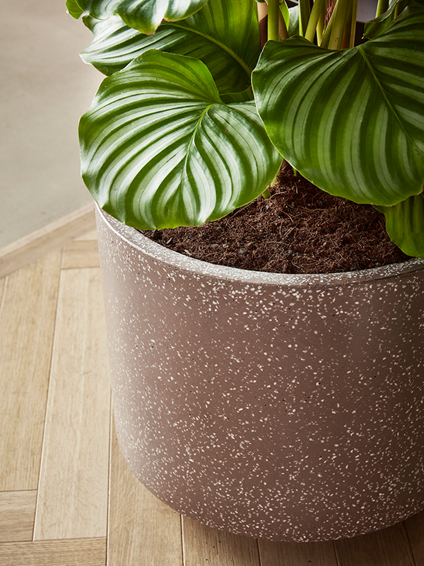 Baq Terrazzo