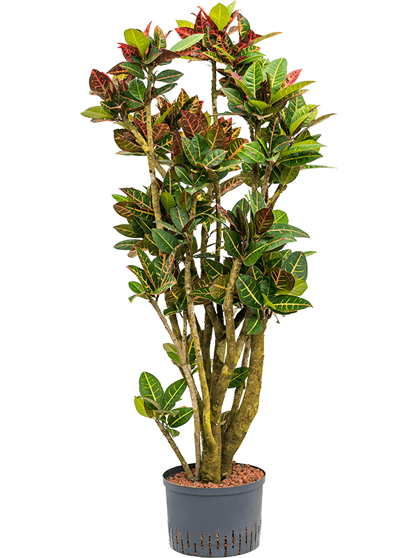 Croton (Codiaeum) variegatum 'Petra'
