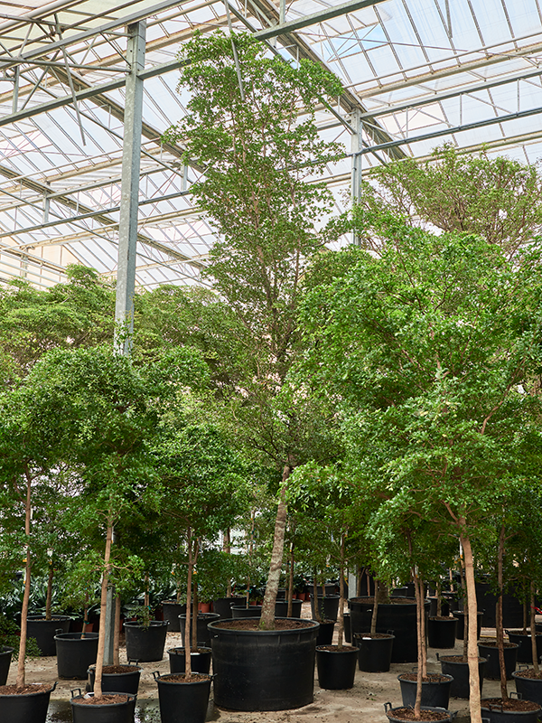 Bucida buceras 'Shady Lady'