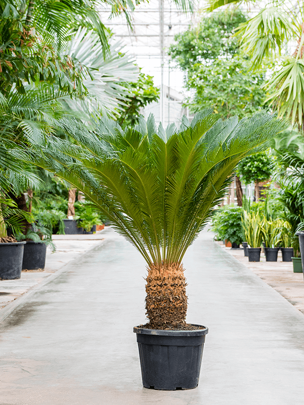 Cycas revoluta