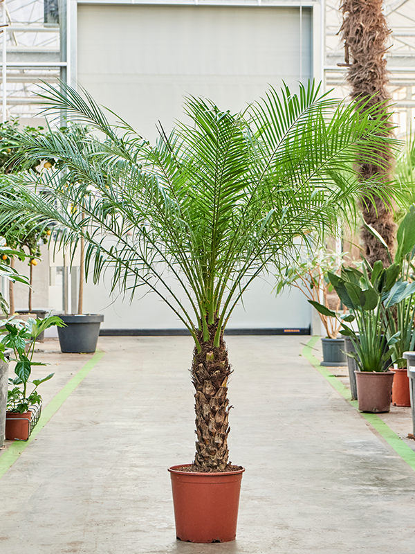 Phoenix roebelenii