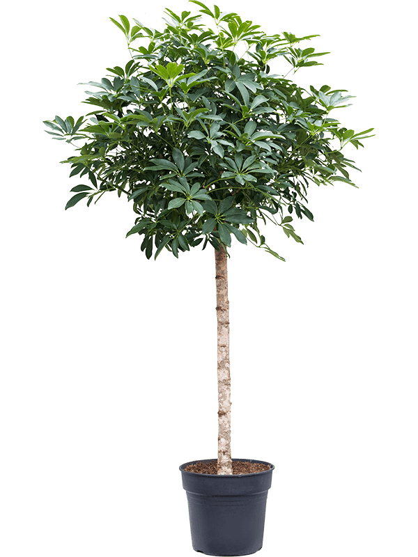 Schefflera arboricola 'Compacta'