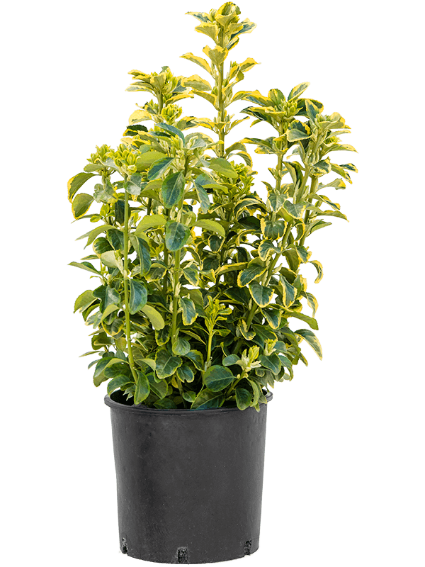 Euonymus japonicus 'Aurea'