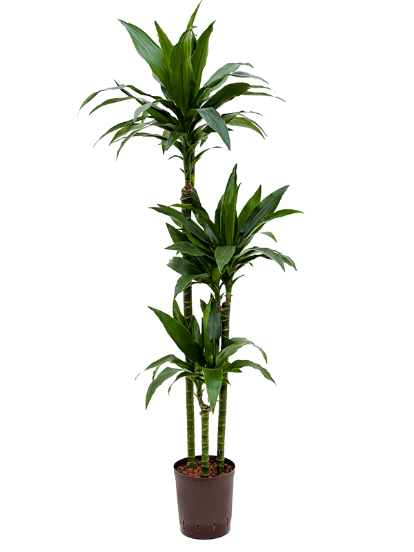 Dracaena fragrans 'Janet Craig'