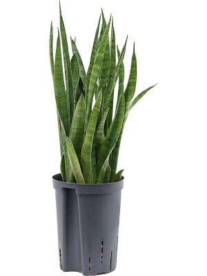 Sansevieria kirkii