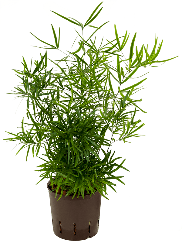 Asparagus falcatus