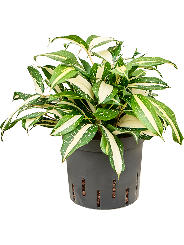 Dracaena surculosa 'Milky way'