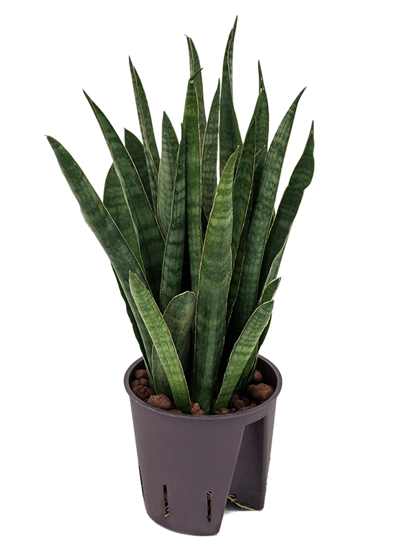 Sansevieria kirkii