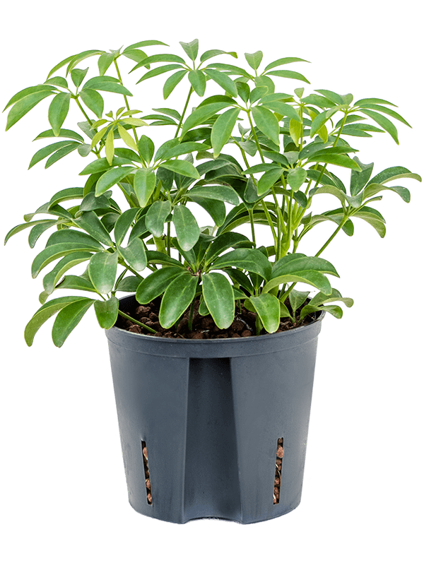 Schefflera arboricola 'Luseana'