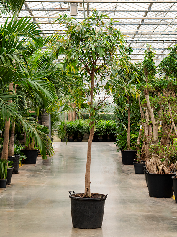Ficus binnendijkii 'Amstel King'
