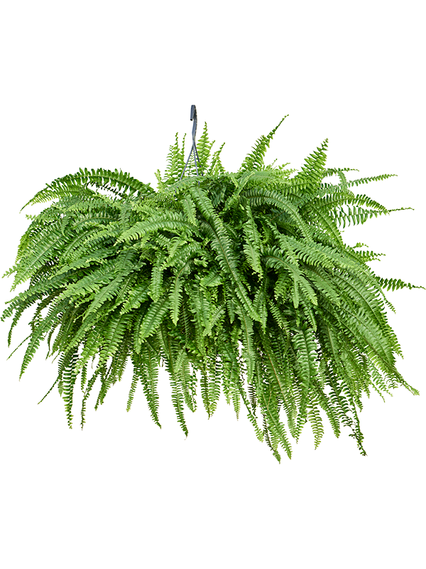 Nephrolepis exaltata 'Green Lady'