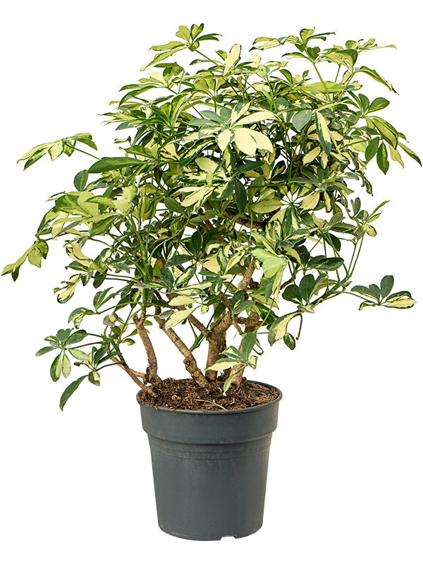 Schefflera arboricola 'Trinette'