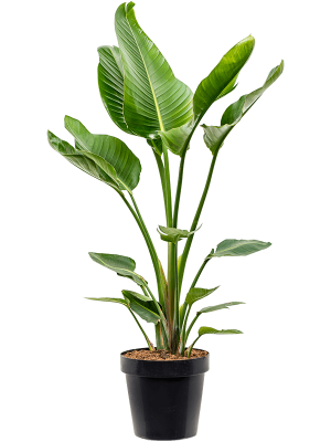 Strelitzia nicolai (110-140)