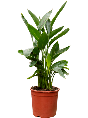 Strelitzia reginae