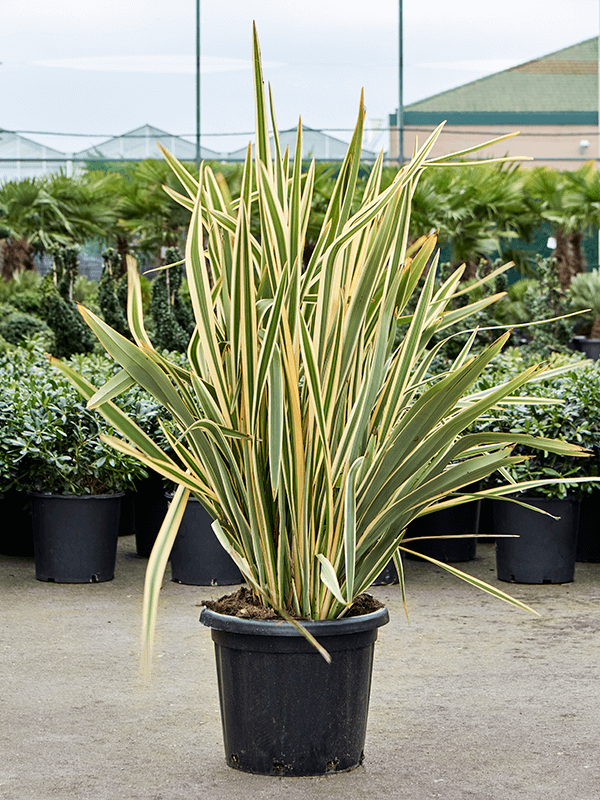 Phormium tenax 'Variegatum' (130-160)