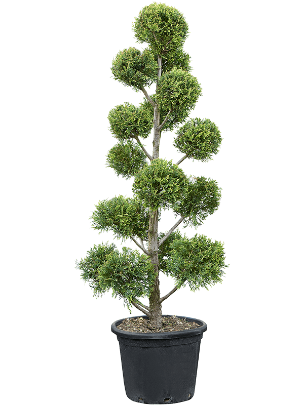 Cupressocyparis leylandii 'Castlewellan Gold'