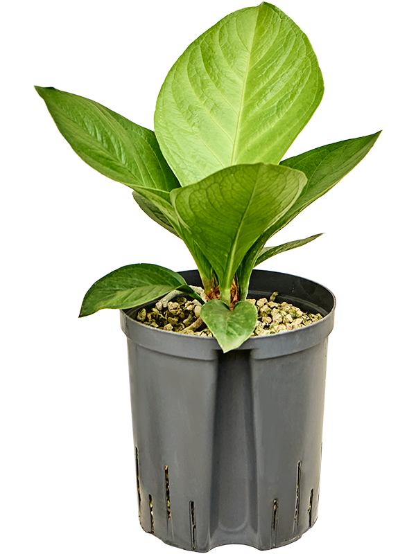 Anthurium 'Jenmanii'