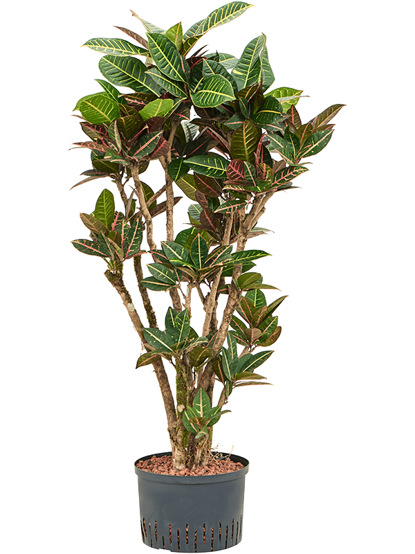 Croton (Codiaeum) variegatum 'Petra'