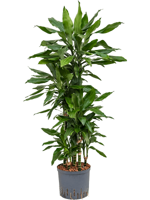Dracaena fragrans 'Janet Lind'