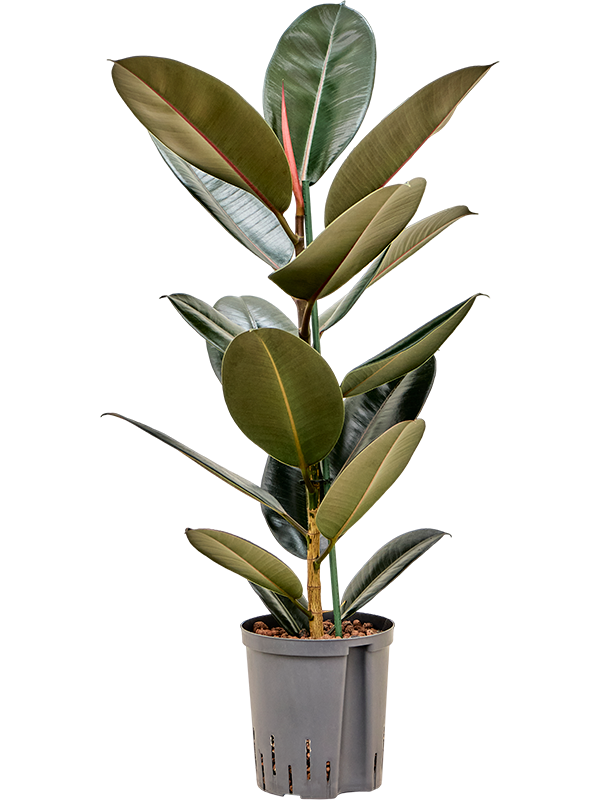 Ficus elastica 'Abidjan'