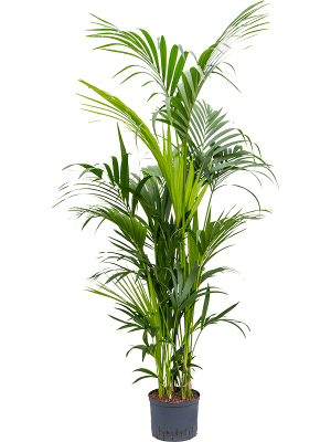 Kentia (Howea) forsteriana