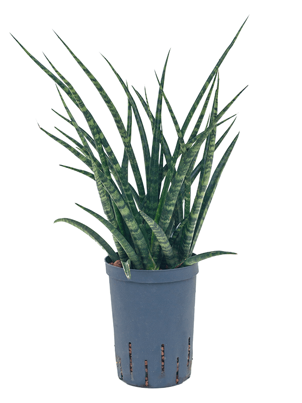 Sansevieria kirkii 'Fernwood'
