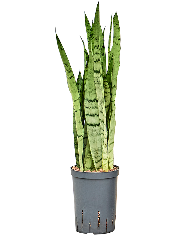Sansevieria trifasciata 'Silver Mist'