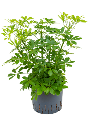 Schefflera arboricola 'Compacta'