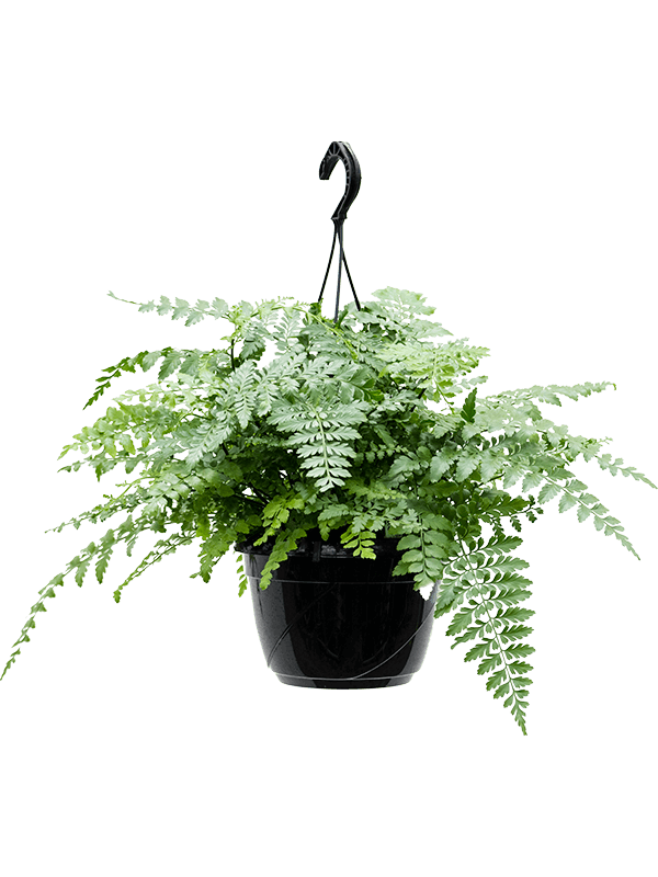 Asplenium dimorphum 'Parvati'