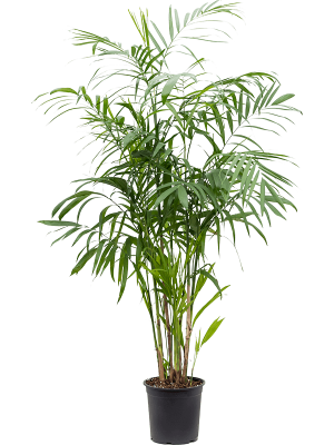 Chamaedorea seifrizii