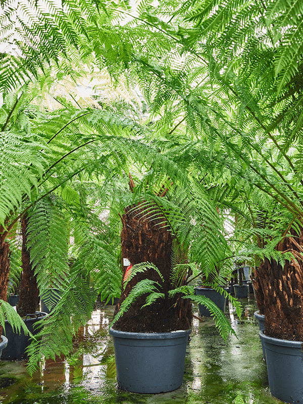 Dicksonia antarctica (180-220)