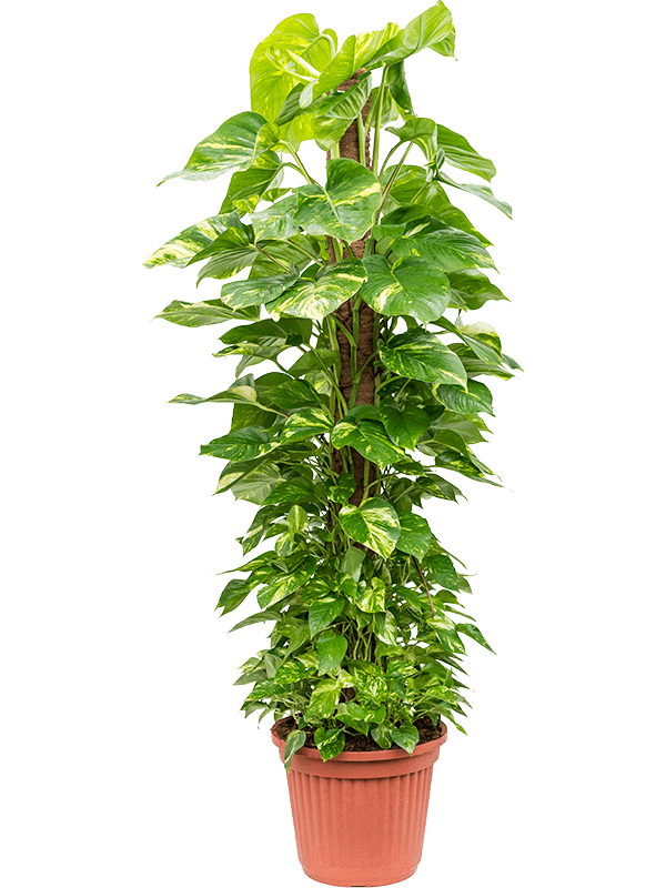 Scindapsus (Epipremnum) 'Aureum'