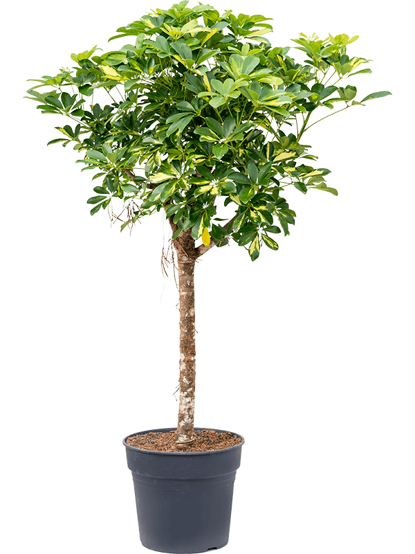 Schefflera arboricola 'Gold Capella'