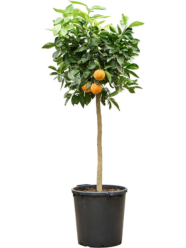 Citrus aurantium 'Corrugato'