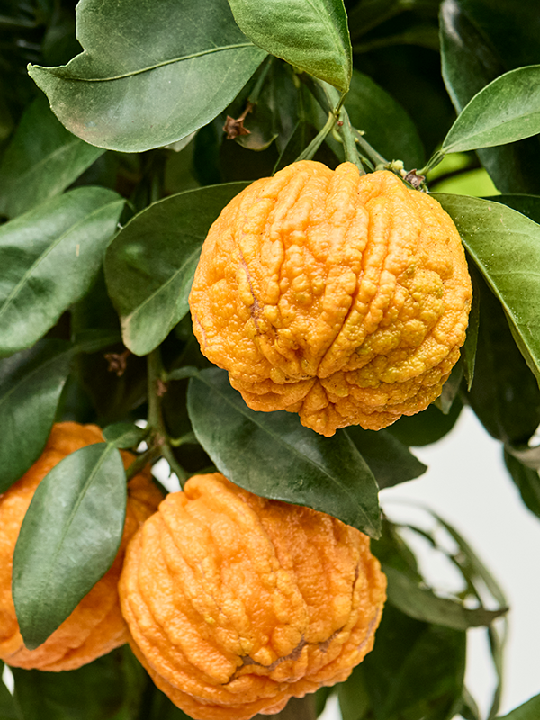 Citrus aurantium 'Corrugato'