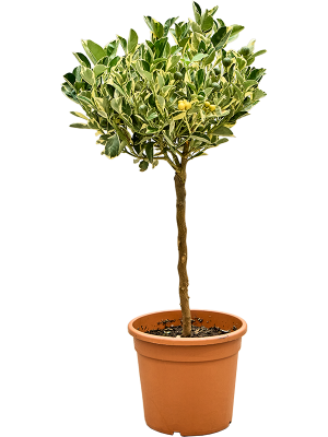 Citrus (Citrofortunella) 'Calamondin Variegata'