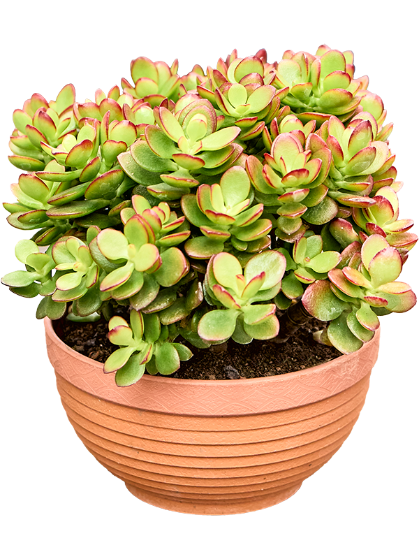 Crassula ovata 'Minor'