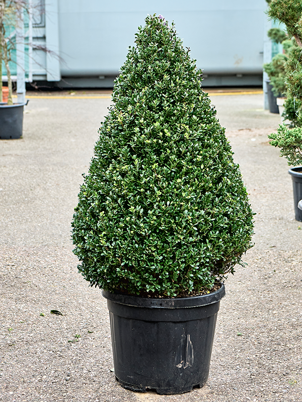 Ilex crenata 'Dark Green' (120-140)