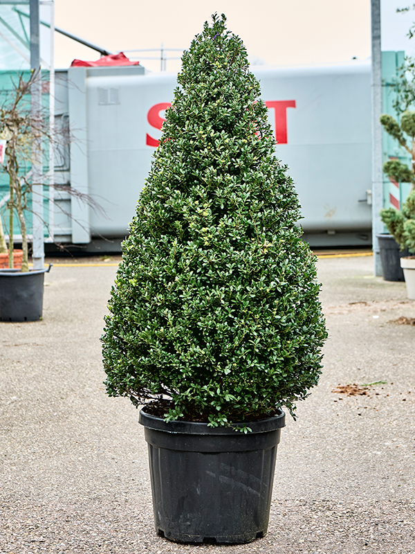 Ilex crenata 'Dark Green' (150-160)